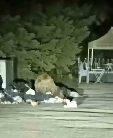 ULUDAĞ’DA AÇ KALAN AYI ÇÖP KONTEYNERİNDE YEMEK ARADI