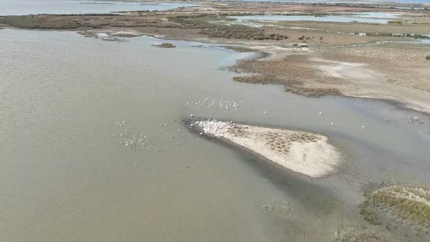 BURSA’NIN KARACABEY İLÇESİNDE BULUNAN BALLIKAYA MAHALLESİ’NDEKİ GÖL, PELİKANLARIN UĞRAK NOKTASI OLDU. GÖL ÜZERİNDE BULUNAN ÇOK SAYIDA PELİKAN, HAVADAN GÖRÜNTÜLENDİ.