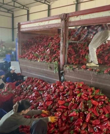 BURSA'NIN KARACABEY İLÇESİNDE YETİŞTİRİLEN VE YÜKSEK AROMASIYLA EV YAPIMI SALÇANIN VAZGEÇİLMEZİ OLAN SALÇALIK BİBERİN HASADI İLE PAZARLAMASI SÜRÜYOR.