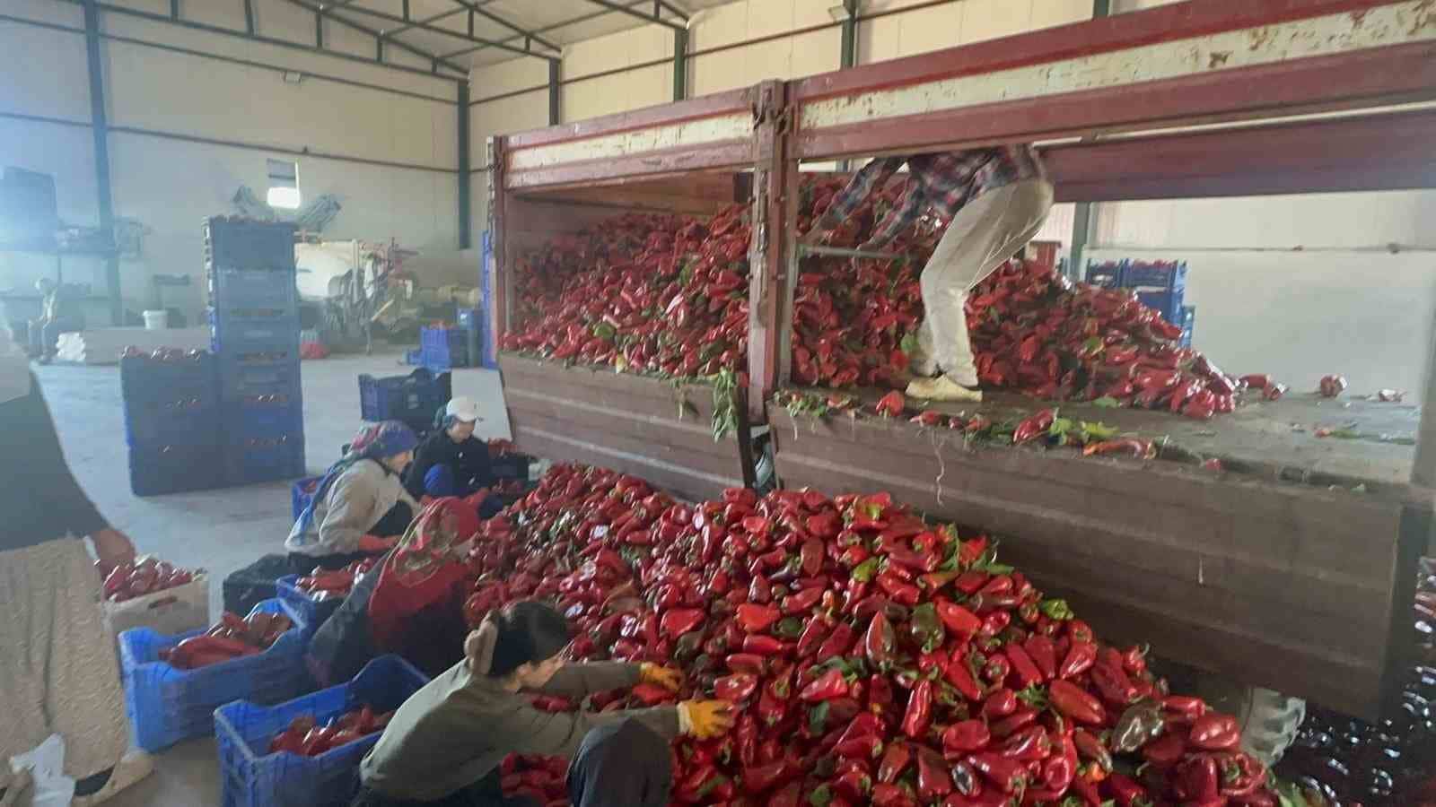 BURSA'NIN KARACABEY İLÇESİNDE YETİŞTİRİLEN VE YÜKSEK AROMASIYLA EV YAPIMI SALÇANIN VAZGEÇİLMEZİ OLAN SALÇALIK BİBERİN HASADI İLE PAZARLAMASI SÜRÜYOR.