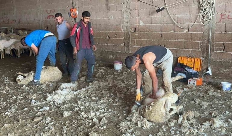 TÜRKİYE'DE 50 MİLYONU KOYUN OLMAK ÜZERE 60 MİLYONU AŞKIN KÜÇÜKBAŞ VARLIĞI BULUNUYOR