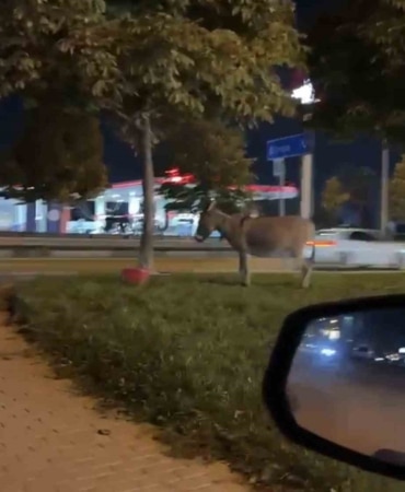 BURSA'DA İZMİR YOLU ÜZERİNDE KİMLİĞİ HENÜZ BELİRLENEMEYEN BİR ŞAHIS, EŞEĞİNİ AĞACA BAĞLAYARAK BÖLGEDEN AYRILDI. EŞEĞİN AĞACA BAĞLI OLDUĞU ANLAR, ÇEVREDE BULUNAN BİR VATANDAŞIN CEP TELEFONU KAMERASINA SANİYE SANİYE YANSIDI.