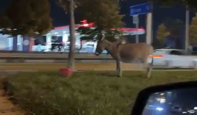 BURSA'DA İZMİR YOLU ÜZERİNDE KİMLİĞİ HENÜZ BELİRLENEMEYEN BİR ŞAHIS, EŞEĞİNİ AĞACA BAĞLAYARAK BÖLGEDEN AYRILDI. EŞEĞİN AĞACA BAĞLI OLDUĞU ANLAR, ÇEVREDE BULUNAN BİR VATANDAŞIN CEP TELEFONU KAMERASINA SANİYE SANİYE YANSIDI.