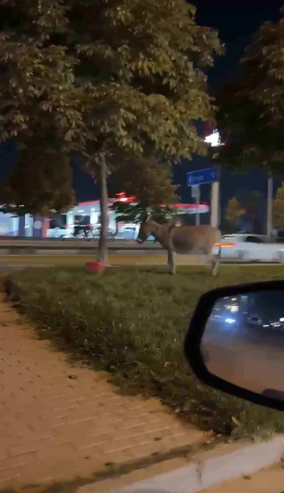 BURSA'DA İZMİR YOLU ÜZERİNDE KİMLİĞİ HENÜZ BELİRLENEMEYEN BİR ŞAHIS, EŞEĞİNİ AĞACA BAĞLAYARAK BÖLGEDEN AYRILDI. EŞEĞİN AĞACA BAĞLI OLDUĞU ANLAR, ÇEVREDE BULUNAN BİR VATANDAŞIN CEP TELEFONU KAMERASINA SANİYE SANİYE YANSIDI.