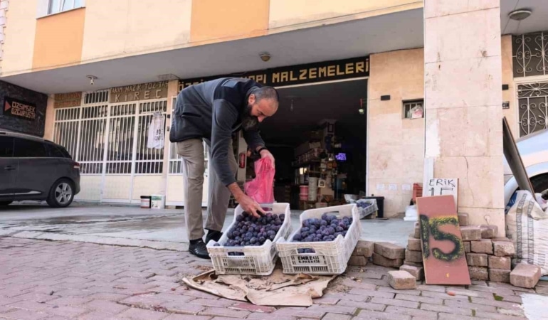 BURSA’NIN İNEGÖL İLÇESİNDE ANNESİNE AİT TARLADA YAKLAŞIK 10 TON ERİK YETİŞTİREN 48 YAŞINDAKİ ÖZGÜR ŞİMŞEK, ÜRÜNLERİNİ SATAMAYINCA İLGİNÇ BİR YÖNTEME BAŞVURDU. ŞİMŞEK, HAZIRLADIĞI VİDEO SOSYAL MEDYADA BÜYÜK İLGİ GÖRÜNCE ELİNDEKİ ERİKLERİ VATANDAŞLARA UYGUN FİYATA VE ZAMAN ZAMAN ÜCRETSİZ DAĞITMAYA BAŞLADI.