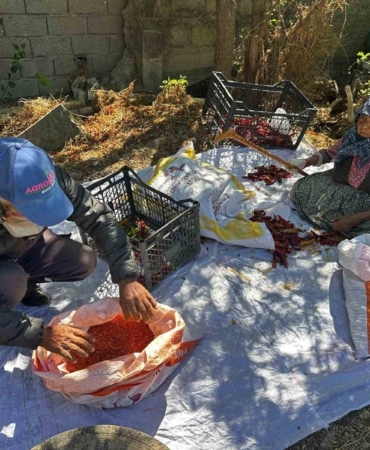 BURSA'NIN KARACABEY İLÇESİNDE YAŞAYAN 90 YAŞINDAKİ ŞÜKRİYE İNAN, YÜKSEK İŞÇİLİK MALİYETLERİYLE MÜCADELE EDEN OĞLUNUN TARLADA ÜRETTİĞİ ACI BİBERLERİ SABAH SAATLERİNDEN AKŞAMA KADAR TEK TEK TEMİZLEYEREK DESTEK OLUYOR.