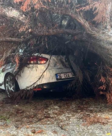 BURSA'DA ŞİDDETLİ YAĞIŞIN ETKİSİYLE DEVRİLEN AĞAÇ, PARK HALİNDEKİ OTOMOBİLİN ÜZERİNE DÜŞTÜ. BELEDİYE EKİPLERİ AĞACI KESEREK KALDIRDI. GÖKÇİN ÖDÜL/BURSA-İHA