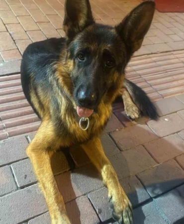 BURSA’NIN İZNİK İLÇESİNDE 3 YAŞINDAKİ ALMAN KURDU KAYBOLDU. KÖPEĞİN SAHİBİ ZİYA YILMAZ, KÖPEĞİNİ BULANA ÖDÜL VERECEĞİNİ BELİRTEREK VATANDAŞLARDAN YARDIM İSTEDİ.