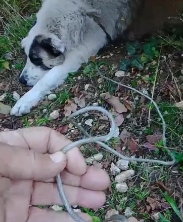 ORMANDA TUZAĞA YAKALANAN KÖPEĞİ ARAMA KURTARMA EKİPLERİ KURTARDI