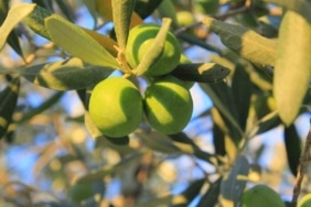 GEMLİK ZİRAAT ODASI, 2026 YILI HASAT DÖNEMİ İÇİN HAZIRLADIĞI ZEYTİN MALİYET ÇİZELGESİNİ KAMUOYUYLA PAYLAŞTI.