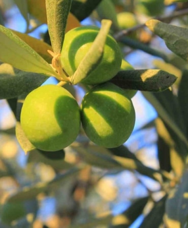 GEMLİK ZİRAAT ODASI, 2026 YILI HASAT DÖNEMİ İÇİN HAZIRLADIĞI ZEYTİN MALİYET ÇİZELGESİNİ KAMUOYUYLA PAYLAŞTI.