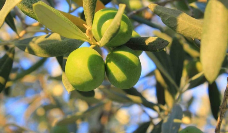 GEMLİK ZİRAAT ODASI, 2026 YILI HASAT DÖNEMİ İÇİN HAZIRLADIĞI ZEYTİN MALİYET ÇİZELGESİNİ KAMUOYUYLA PAYLAŞTI.
